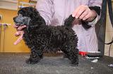 CANICHE - TOILETTAGE 013